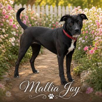 Mallia Joy -  Black Labrador Retriever and Labrador Retriever Dog for Adoption in Farmington, Missouri - Mallia Joy | PetCurious
