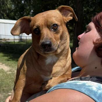 Rescue Terrier and Dachshund Dogs for Adoption in Spring, Texas - Mr. Gibbs | PetCurious