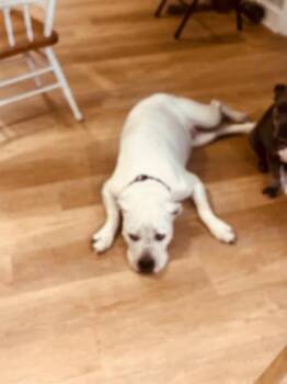 American Staffordshire Terrier Dogs Available for Adoption in North Richland Hills, Texas - Luna | PetCurious