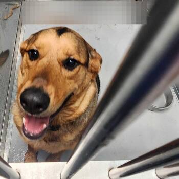 Bonald Bump -  Mixed Breed Dog for Adoption in Davenport, Iowa - Bonald Bump | PetCurious