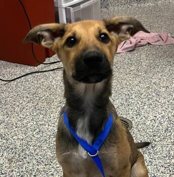Ingrid -  Border Collie Dog for Adoption in Golden, Colorado - Ingrid | PetCurious