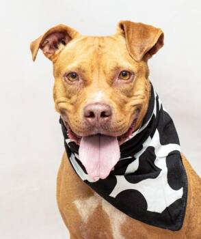 Rescue Terrier Dogs for Adoption in Sanford, Florida - Moogie | PetCurious