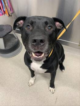 CAZZ -  American Staffordshire Terrier and Mixed Breed Dog for Adoption in Fairbanks, Alaska - CAZZ | PetCurious