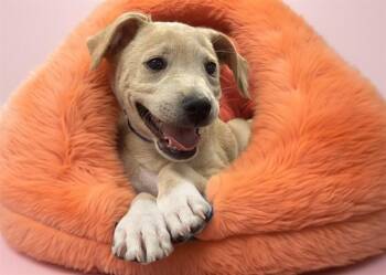 CARAMEL -  Labrador Retriever and Mixed Breed Dog for Adoption in Fort Lauderdale, Florida - CARAMEL | PetCurious