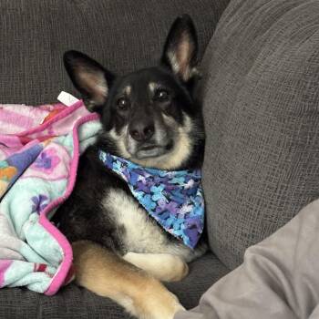 Louise -  German Shepherd Dog Dog for Adoption in Columbus, Georgia - Louise | PetCurious
