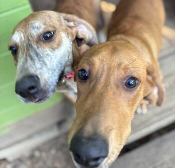 Clyde -  Plott Hound Dog for Adoption in Acworth, Georgia - Clyde | PetCurious