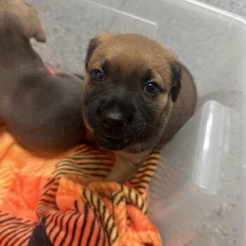 Sundew (red collar) 29792 -  Mixed Breed Dog for Adoption in Middleburg, Florida - Sundew (red Collar) 29792 | PetCurious
