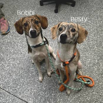 Betsy -  Hound and Mixed Breed Dog for Adoption in Parkersburg, West Virginia - Betsy | PetCurious