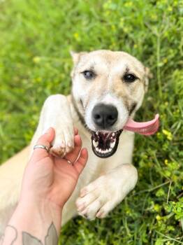 Husky and Cattle Dog Dogs Available for Adoption in Springfield, Tennessee - Oakley | PetCurious