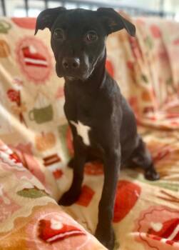 Dachshund and Hound Dogs Available for Adoption - Reagan | PetCurious