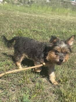 Thor -  Yorkshire Terrier Dog for Adoption in Yellville, Arkansas - Thor | PetCurious