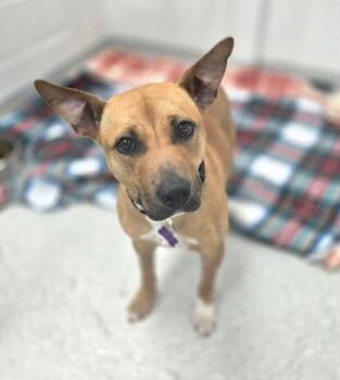Mixed Breed Dogs Available for Adoption in Warren, Michigan - Miracle | PetCurious