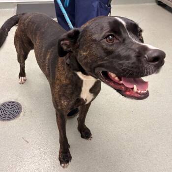 Susie Lou -  Pit Bull Terrier and Black Labrador Retriever Dog for Adoption in Abilene, Texas - Susie Lou | PetCurious