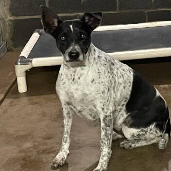 Duchess (Marzipan) -  Australian Cattle Dog Blue Heeler Dog for Adoption in Edinburg, Texas - Duchess (Marzipan) | PetCurious