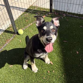 Rescue Mixed Breed Dogs for Adoption in Loxahatchee Groves, Florida - Lola | PetCurious