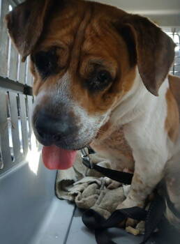 Rescue Beagle and American Bulldog Dogs for Adoption in Brookville, Ohio - Persimmon | PetCurious