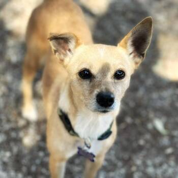 Chihuahua and Terrier Dogs Available for Adoption - Priscilla | PetCurious