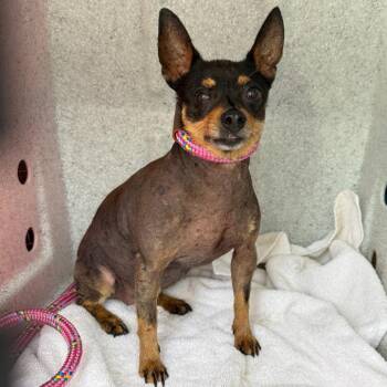 Barbie -  Chihuahua Dog for Adoption in Newark, New Jersey - Barbie | PetCurious