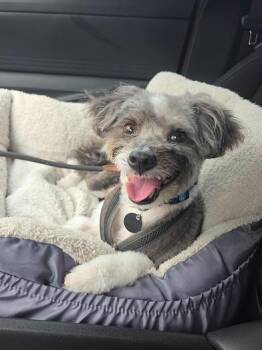 Russ -  Shih Poo Dog for Adoption in Liverpool, Texas - Russ | PetCurious