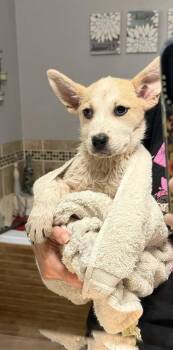 Christine McVie -  Australian Cattle Dog Blue Heeler Dog for Adoption in Waunakee, Wisconsin - Christine McVie | PetCurious