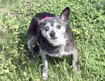 Chihuahua Dogs Available for Adoption in Columbus, Indiana - Miah | PetCurious