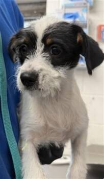 Toy Fox Terrier and Mixed Breed Dogs Available for Adoption in San Bernardino, California - GWEN | PetCurious