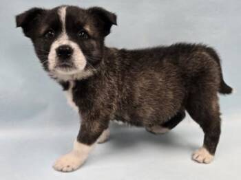 Geo -  German Shepherd Dog and Mixed Breed Dog for Adoption in Minneapolis, Minnesota - Geo | PetCurious