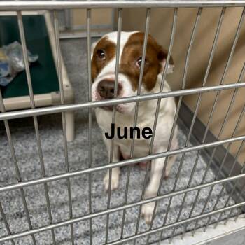 June -  Pit Bull Terrier Dog Available for Adoption in St. Augustine, Florida - June | PetCurious