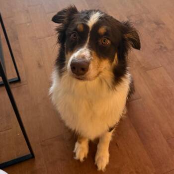 Harley -  Australian Shepherd Dog for Adoption - Harley | PetCurious