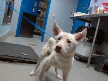 WILLOW -  German Shepherd Dog and Mixed Breed Dog for Adoption in Albuquerque, New Mexico - WILLOW | PetCurious