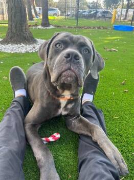 Rescue Mixed Breed Dogs for Adoption in Jacksonville, Florida - DIESEL TRUCK | PetCurious