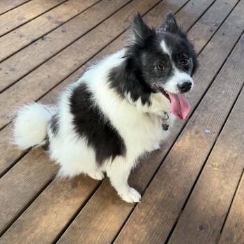 Shetland Sheepdog Sheltie and Pomeranian Dogs Available for Adoption in Brockport, New York - Romeo | PetCurious