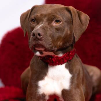 Pit Bull Terrier and Hound Dogs Available for Adoption - Twigs | PetCurious