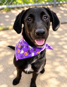 Muffin -  Labrador Retriever Dog for Adoption in Long Beach, New York - Muffin | PetCurious
