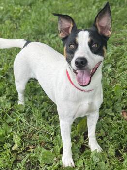 Blue -  Jack Russell Terrier Dog for Adoption in Anderson, Indiana - Blue | PetCurious