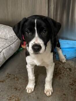 Border Collie Dogs Available for Adoption in Bolivar, Missouri - Smarty | PetCurious