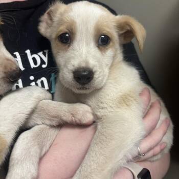Mixed Breed Dogs Available for Adoption in Tulsa, Oklahoma - Nala | PetCurious