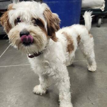 LVH-Stray-14463 -  Terrier Dog for Adoption in Allentown, Pennsylvania - LVH-Stray-14463 | PetCurious