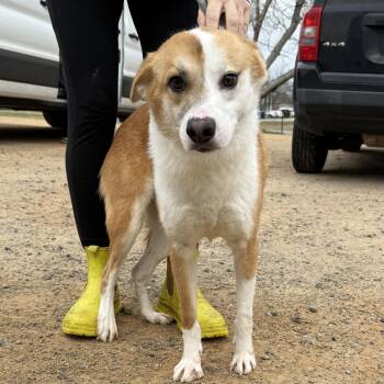 Collie Dogs Available for Adoption - Todd | PetCurious