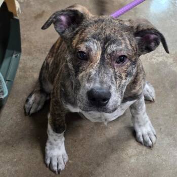 Pit Bull Terrier Dogs Available for Adoption - Jax | PetCurious