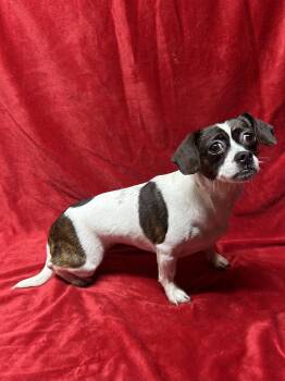 SOPHIE -  Chihuahua and Pekingese Dog for Adoption in Rossford, Ohio - SOPHIE | PetCurious