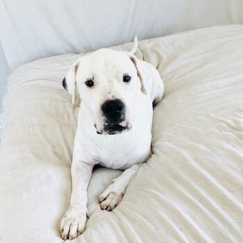 Amazing John Wayne -  Dogo Argentino Dog for Adoption in Burlington, North Carolina - Amazing John Wayne | PetCurious