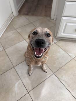 Cattle Dog Dogs Available for Adoption in Medford Lakes, New Jersey - Bambi | PetCurious