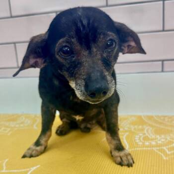 Dachshund and Chihuahua Dogs Available for Adoption in San Francisco, California - Bueller 14018 | PetCurious