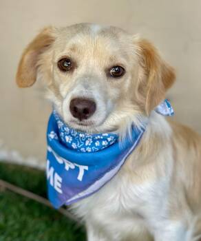 COOPER -  Chihuahua Dog for Adoption in Rowland Heights, California - COOPER | PetCurious