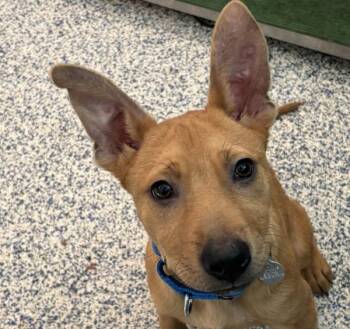 German Shepherd Dog Dogs Available for Adoption in Golden, Colorado - Rio | PetCurious