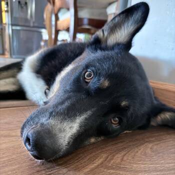 Walker -  Mixed Breed Dog for Adoption in Buffalo, Minnesota - Walker | PetCurious
