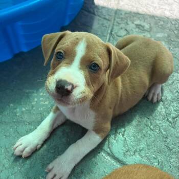 Nate -  Hound and Mixed Breed Dog for Adoption in Pinellas Park, Florida - Nate | PetCurious