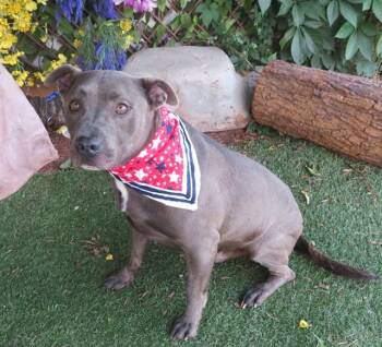ASHER -  Pit Bull Terrier Dog for Adoption in Oklahoma City, Oklahoma - ASHER | PetCurious