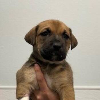 Mixed Breed Dogs Available for Adoption in Durango, Colorado - Charlie | PetCurious